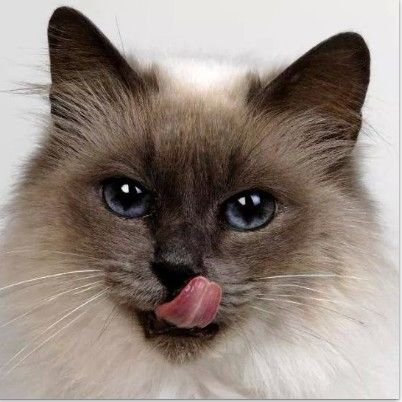MEOW... MEOW... MEOW....