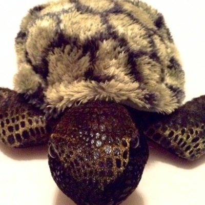 We all like turtles so go click that link and subscribe to my youtube channel