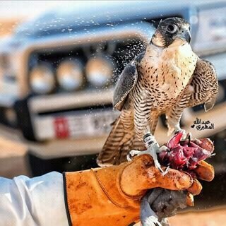 شروره