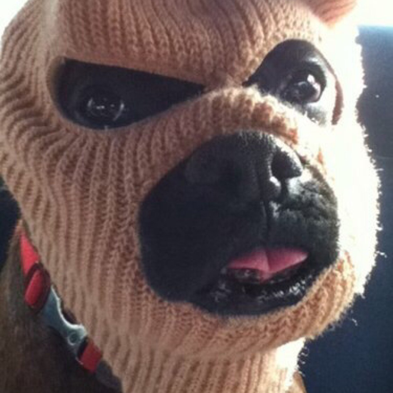 RowdyFlow's profile picture. I  am the stone that the builder refused