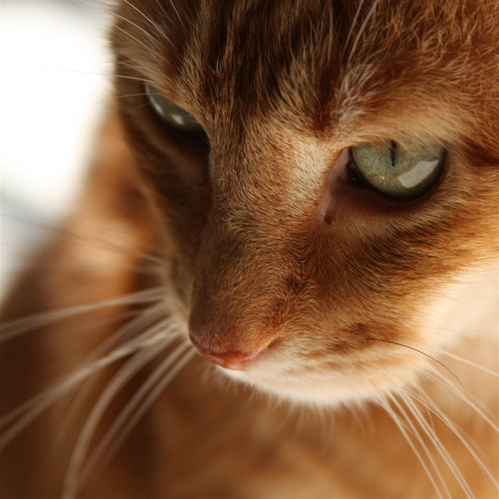 Golden brown tabby shecat single. I'm dying slowly my due date of dying is soon. I have a virus that's eating away at my brain slowly. I've only got a while...