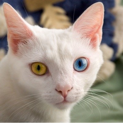 snow_snowqueen's profile picture. My name is Snow, in an ice queen, dont touch my fur please, and my son is @crookcat