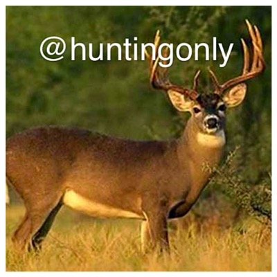 If you have any pics you want to be posted just tag me. (any kind of hunting)