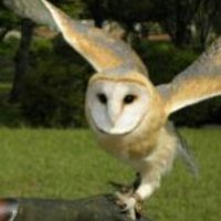 えいらく (@eirakumock) Twitter profile photo