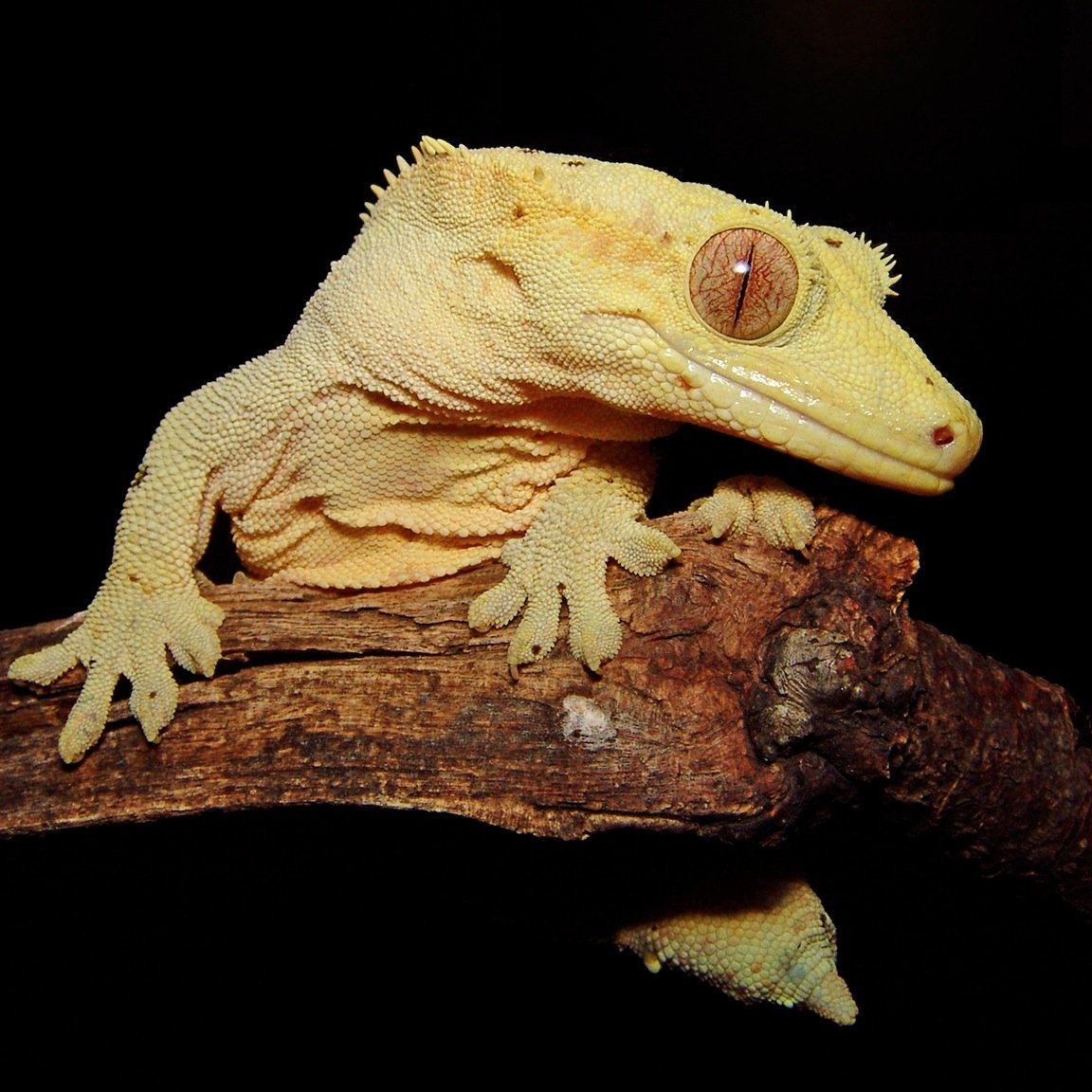 Twitterbot of new #Gecko research papers in #PubMed and #bioRxiv. Curated by @tony_gamble1