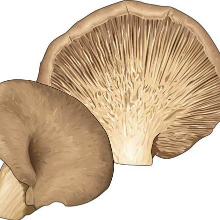 _oystermushroom's profile picture. Selling fresh and dried oyster mushroom at affordable price.