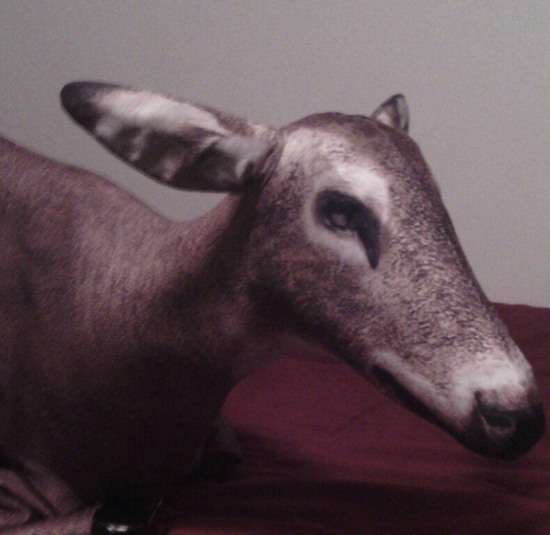 Marathondeer's profile picture. Chasing them bucks since 2014