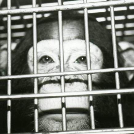 SaveTheChimps_'s profile picture. 