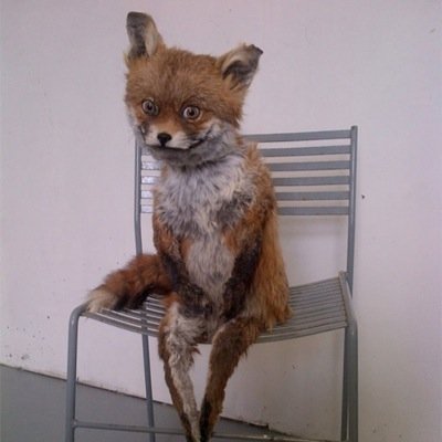 The Fox On The Chair (@thefoxchair) | Twitter