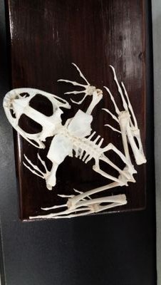 大学の実験室の隅っこで標本を作ってます(主に骨格標本)。 博物館と協力して、ワークショップも行っております。これからも益々精力的に活動していきたいと思っています！お気軽にフォローしてください🐳🐳🐳  お気軽に質問してください!!  質問箱→ https://t.co/eHFW77dtej