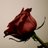 jawara_tangsel's profile image