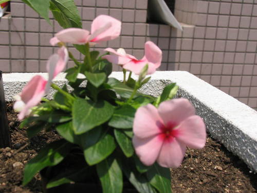 suxshiba's profile picture. 興味のあるもの：優待株・バリュー株投資。中日ドラゴンズ（専門）教育問題、人事政策（趣味）ポケモンGO。フィットネスクラブで運動。（全体的に）起きている時間中にツイートする時間がほとんどないためリツートか「いいね」が多くなりますm(__)m