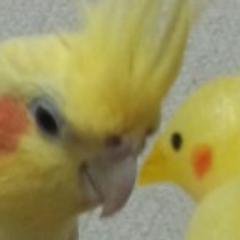 TORI-OSさんのプロフィール画像