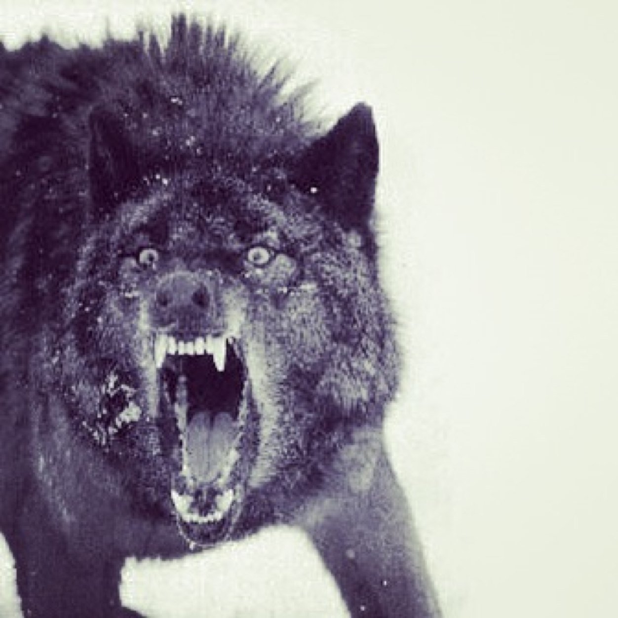 _aaeel's profile picture. 