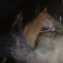 Lisa Jane Galvin - @forrestsauntie - Twitter