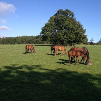 GarrowbyStud's profile picture. Garrowby Stud set in Yorkshire. 10 miles from Malton .Offering first class boarding facilties and care for Mares, Youngstock and Horses out of training.