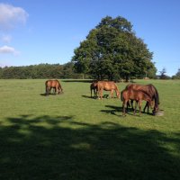 Garrowby Stud (@garrowbystud) 's Twitter Profile