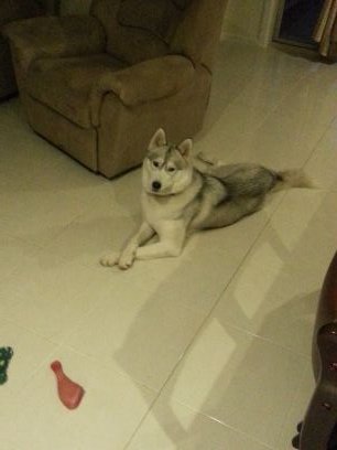 peter_zurzolo's profile picture. 