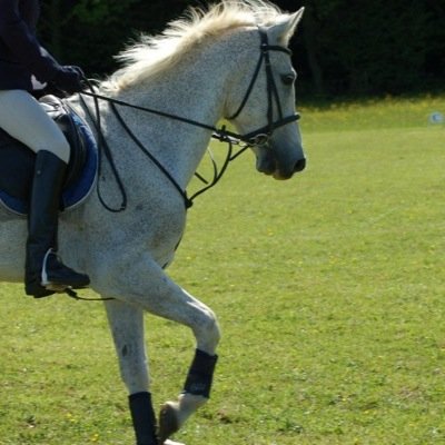 Family run horse training business focusing on giving all horses a chance!For the Love of the Horse