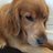 Dogosopher's profile image