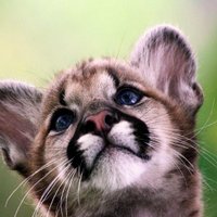Animals (@ohanimals) 's Twitter Profile