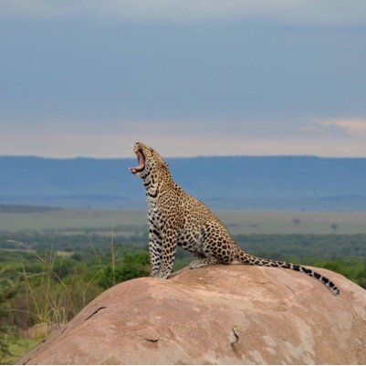 NyakirigaVictor's profile picture. Luxury/private organized African safaris.