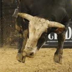 BADDEST BUCKING BULL ON THE PLANET! Love travel, cool nights in the field and big heifers. Like airborne cowboys in under 8 seconds.