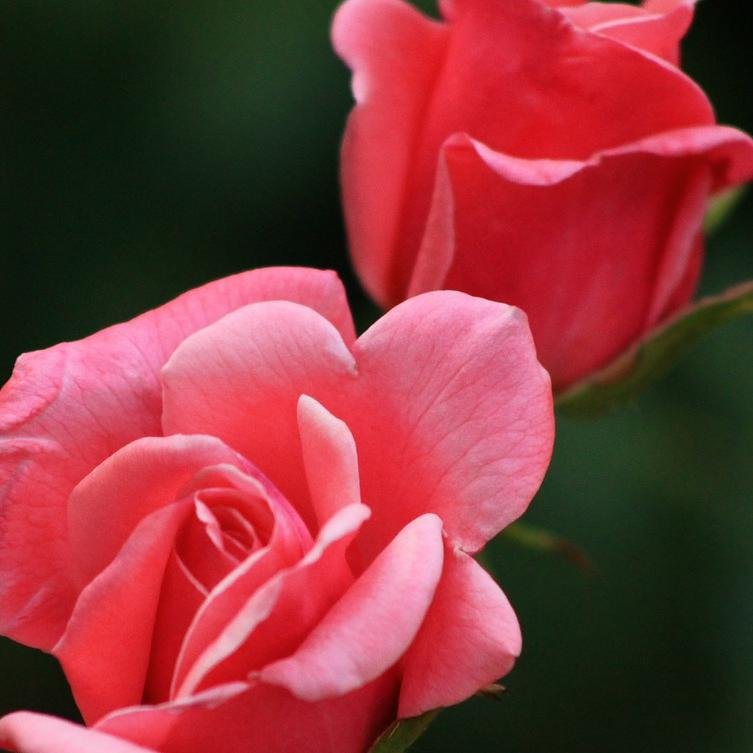 Andriejeva's profile picture. Vice-President and spokesperson for @MithraNet Research and Communications.