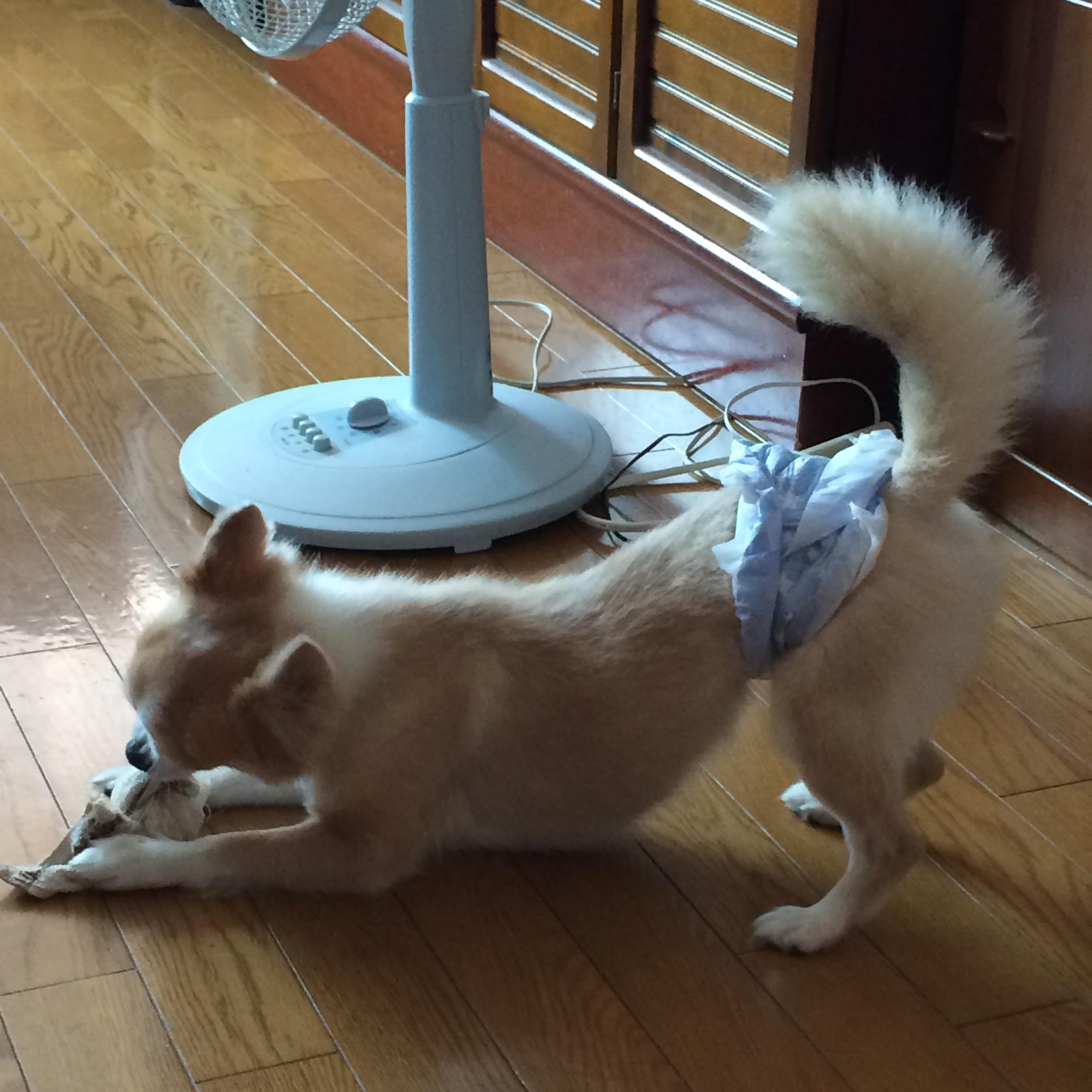 アルク（力口さとよ）さんのプロフィール画像