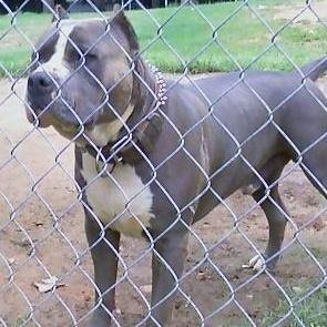 89614EVER's profile picture. Hubby, 6 kids and 5 dogs!! Yeah u could say my life is complete ❤️