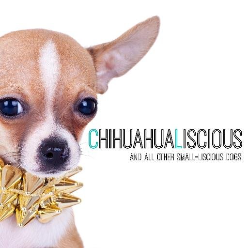 ChihuahuaLiscious – We offer an exclusive range of HANDMADE and personalised small dog clothes, harnesses, collars, leads and much more.