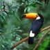 ToucanIan (@ianray11) Twitter profile photo