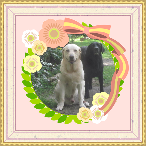 MooMiyuki's profile picture. ラブラドールとバラを愛するオバちゃんです^^v
平凡でも面白く暮らす！を目指し・・日々、精進を続けております♪
ラブの多頭飼いの方～フォローさせて頂きますので「要注意」デス（笑）
宜しくおねがいしま～す♪