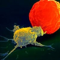 NK cell Biology (@nkcellbiology) 's Twitter Profile Photo