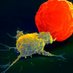 NK cell Biology (@nkcellbiology) Twitter profile photo NK cell Biology (@nkcellbiology) Twitter profile photo
