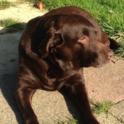 I'm a choc lab who went OTRB 🌈on 8th January 2020. My mum is 💔 please keep an eye on her for me 🐾🐾 Jess House is here and causing havoc !