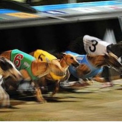 Genuine tips on greyhounds and horses