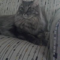 Joann Wright (@desertsenior) 's Twitter Profile