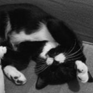 Meow! I'm Nialler's cat Jess.