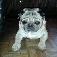 Olgadelbrian (@d9bfba6d312b4a0) 's Twitter Profile