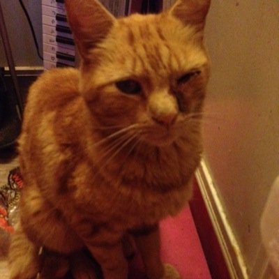 hi my name is tigger and i am a 9 year old ginger tom cat i live infront of the radiator i like fish and my favourite treats are salmon dreamies