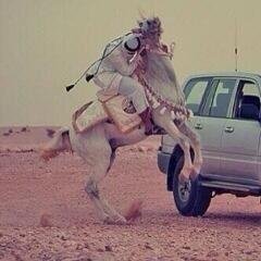 ‏رنيه
