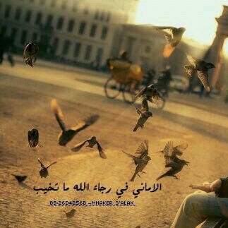 برشلوني