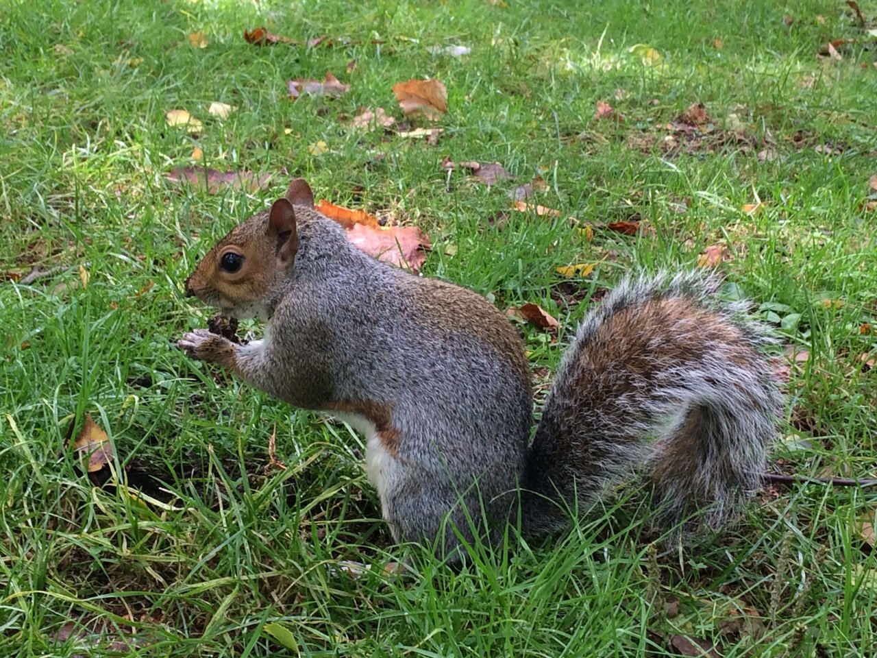 wikussa's profile picture. 