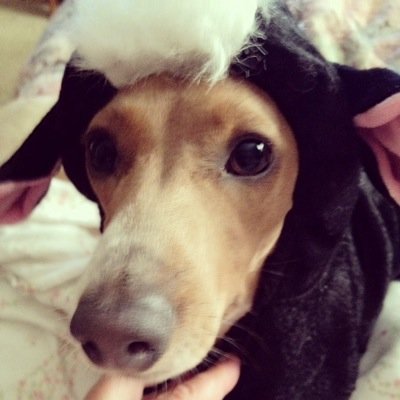 I am a 3 year old mini dachshund with an attitude. I am a goddess. A diva. Worship me. I will even love kitties who worship me.