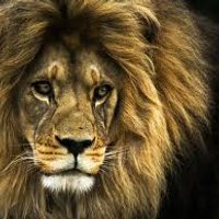 Ahmed roshdy Elkotit (@7afd6002f983475) 's Twitter Profile