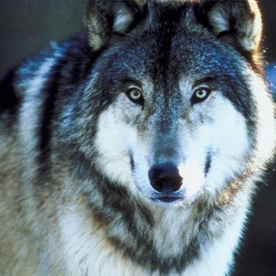 hey my name is Lucy, need someone to talk to so hmu! I love wolves and cows hence my sc snapchat: cowlover8888
