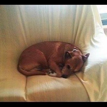 Excalibur is more than a dog: a symbol for those who fight for animal rights & help 300,000 cats&dogs abandoned yearly in Spain. Help us build his Foundation!