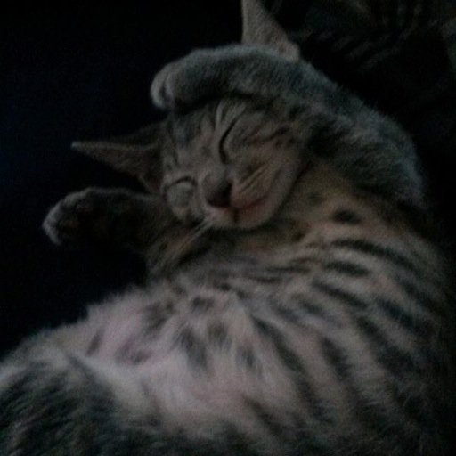 MacnCheesePanda's profile picture. 