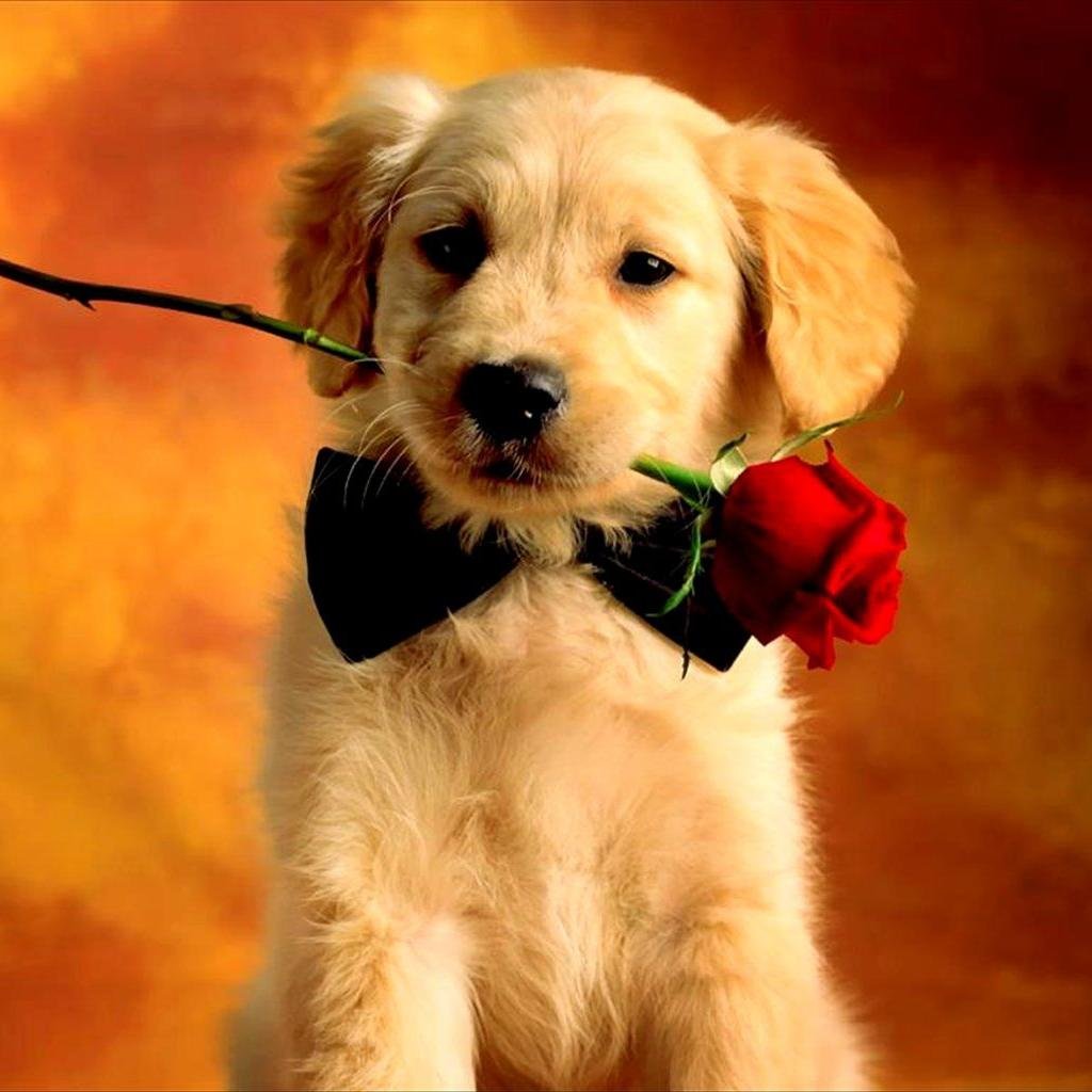 OZDURAK2's profile picture. 